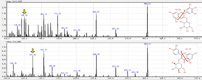 図2.アントシアニン(上:delphinidin-3-glucoside)とフラボノール(下:quercetin 3-glucoside)のMS/MSスペクトル。黄矢印で示すプロダクトイオンが、各化合物に特異的に検出された。