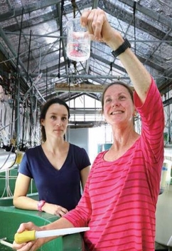 昨年度の共同研究の様子(水産研究所 大島実験場)