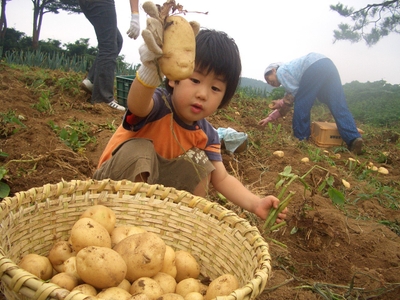 信州の素晴らしい土で育つ「白土馬鈴薯」が当たる!