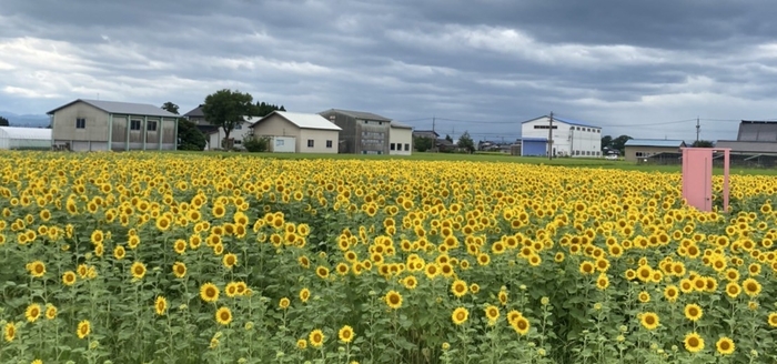 満開のひまわり畑