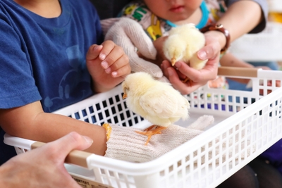 ひよことの触れ合い