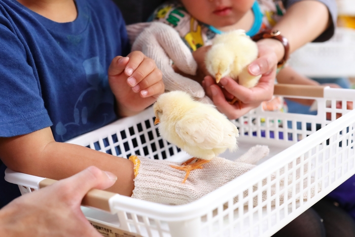 ひよことの触れ合い