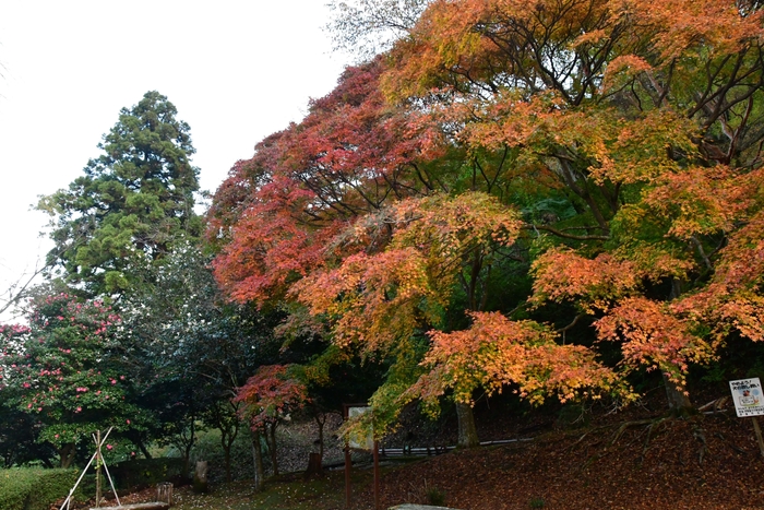 丸山公園1