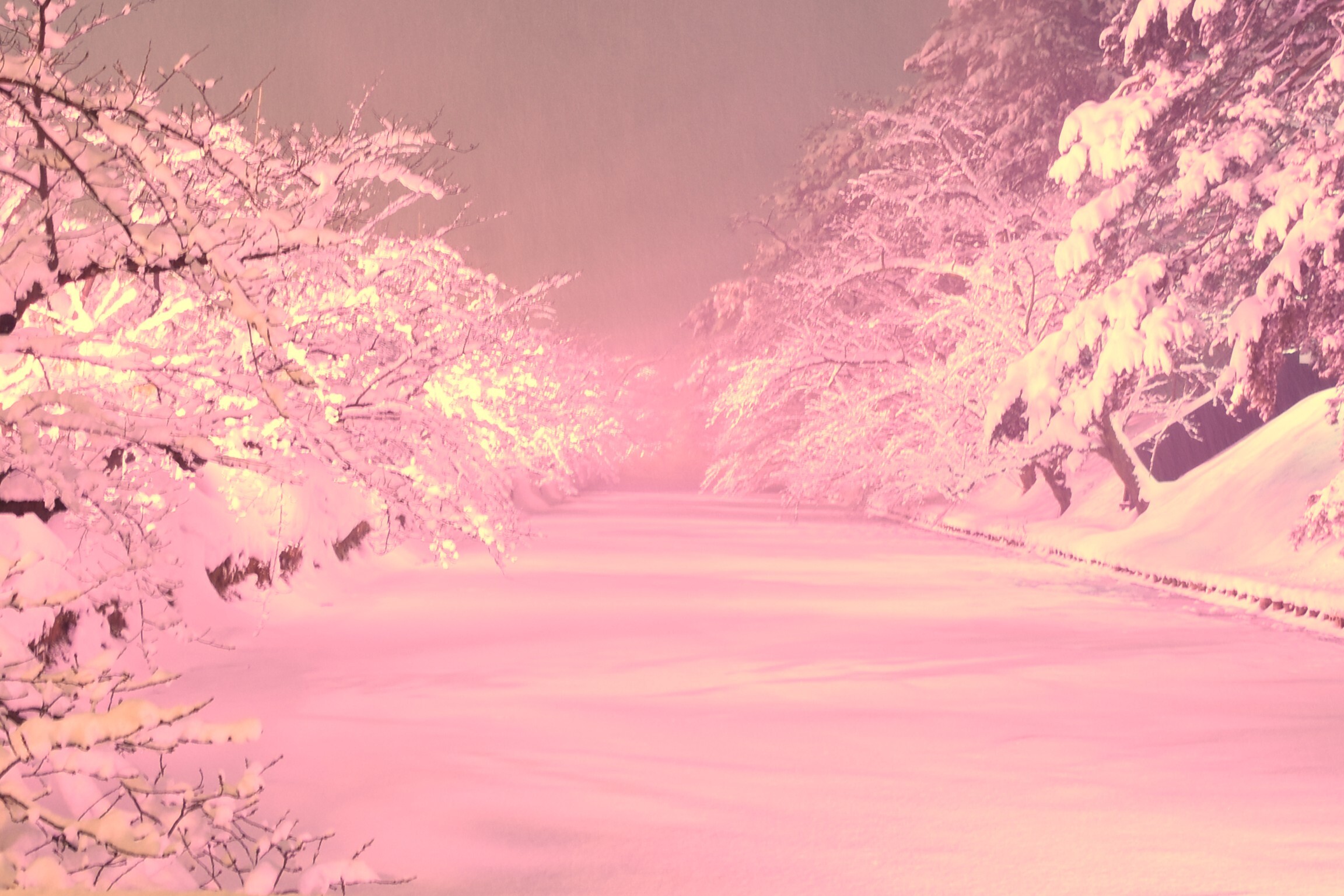 冬に咲くさくらライトアップ