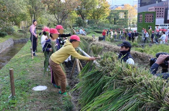 刈った稲の「はさ掛け」をする様子