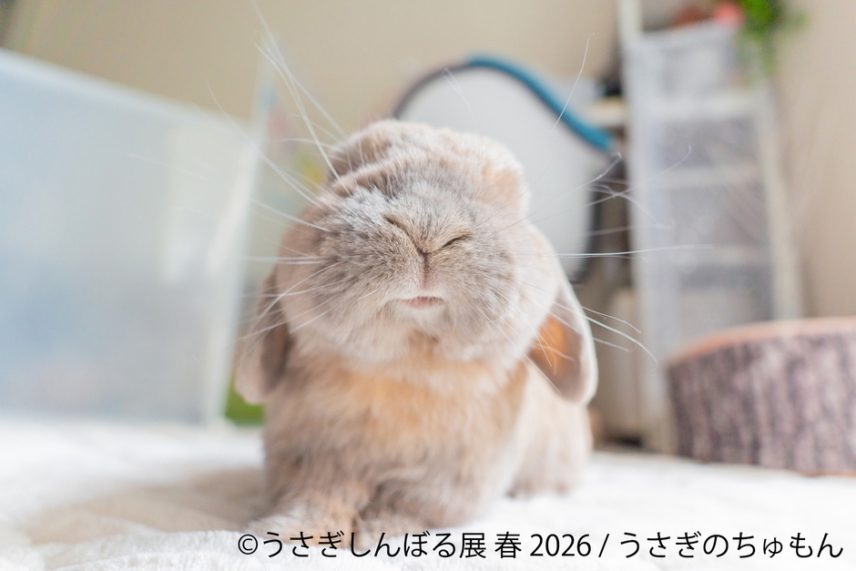 展示作品：うさぎのちゅもん