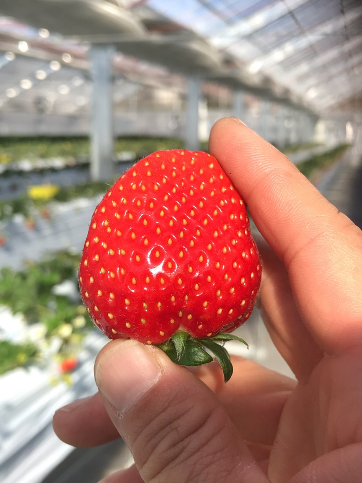 志宝いちご