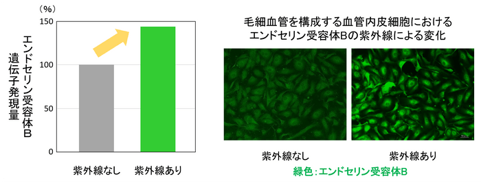 図2　紫外線によるエンドセリン受容体Bの変化