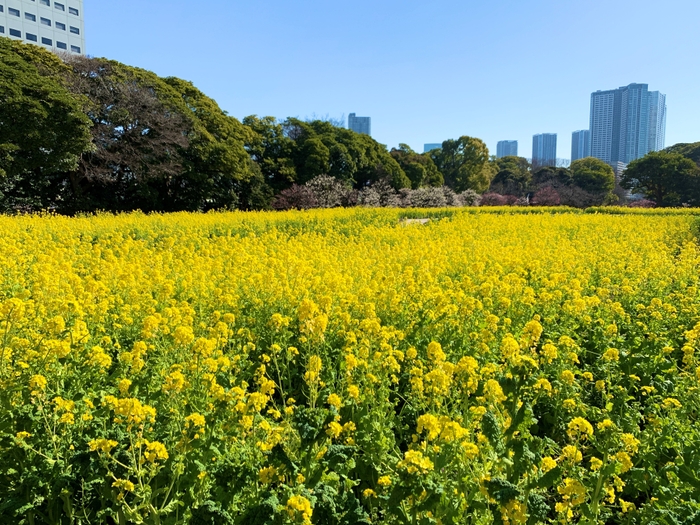 ハノハナとウメの競演（お花畑）