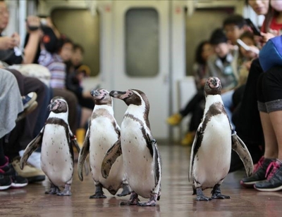 ペンギン列車(車内)