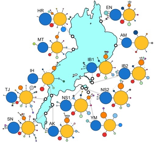図2．琵琶湖一円のホンモロコの遺伝的多様性をハプロタイプネットワークで示したもの。円のひとつひとつは遺伝子のタイプ（ハプロタイプ）を示し、その大きさはハプロタイプの出現頻度を、各ハプロタイプをつなぐ線上の区切りは一塩基の変異を示す。（本論文より流用）