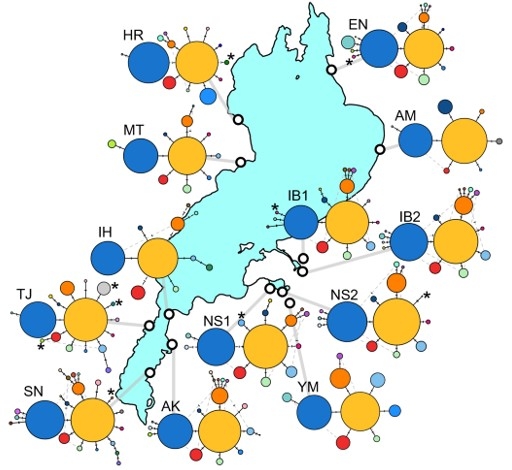 図2.琵琶湖一円のホンモロコの遺伝的多様性をハプロタイプネットワークで示したもの。円のひとつひとつは遺伝子のタイプ(ハプロタイプ)を示し、その大きさはハプロタイプの出現頻度を、各ハプロタイプをつなぐ線上の区切りは一塩基の変異を示す。(本論文より流用)