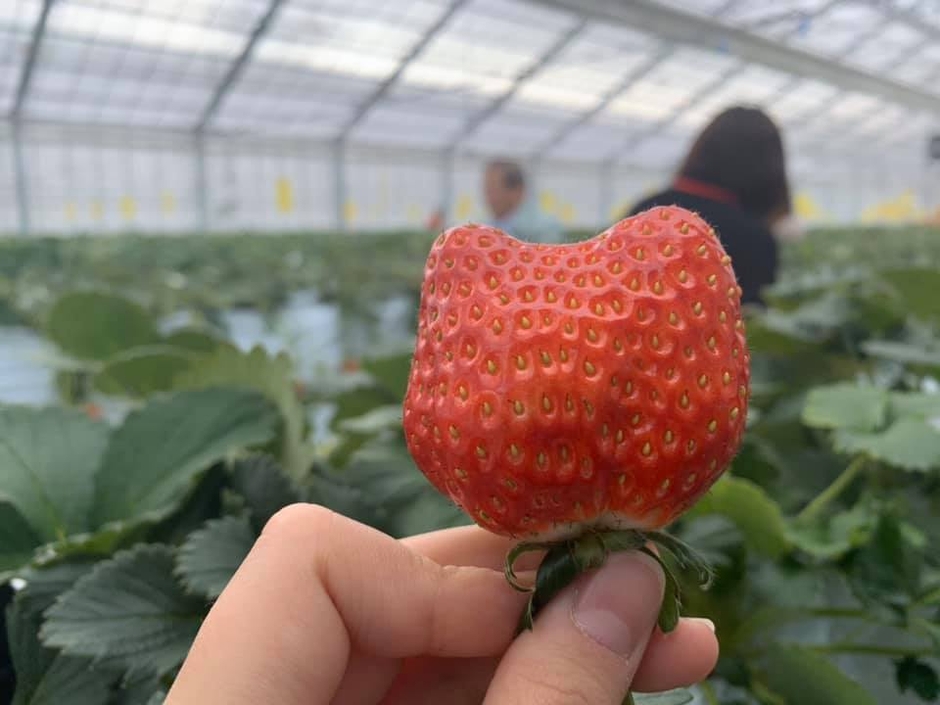 志宝いちご
