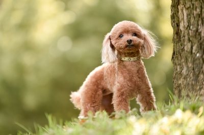 御代田の清らかな空気と緑に包まれて過ごす、愛犬との休日