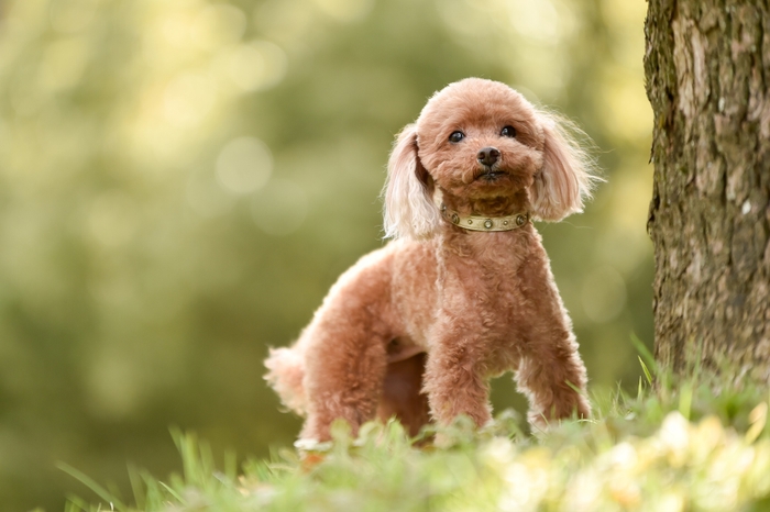 御代田の清らかな空気と緑に包まれて過ごす、愛犬との休日