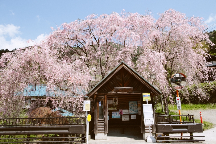 春人里 枝垂れ桜