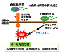 研究の詳細