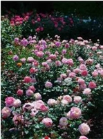 ローズウオーク内の様子 (6月24日撮影)