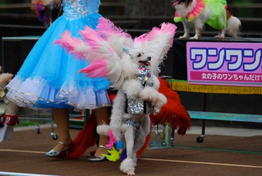 「富士スバルランド　ドギーパーク」 8月17日まで「夏祭り」開催中！「わんわん宝塚」も大好評！