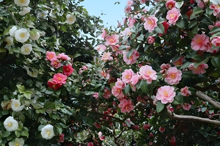 つばき・さざんか園（令和７年撮影）