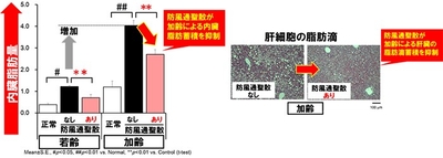 図1:内臓脂肪蓄積の抑制(左)、図2:肝臓の異所性脂肪蓄積の抑制(右)