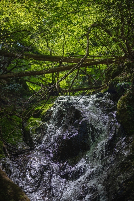 森に響く清流
