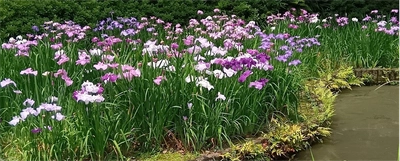 【清澄庭園】花菖蒲と遊ぶ ５月23日（土）～６月14日（日）開催！