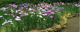 【清澄庭園】花菖蒲と遊ぶ ５月23日（土）～６月14日（日）開催！