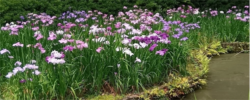 【清澄庭園】花菖蒲と遊ぶ ５月23日（土）～６月14日（日）開催！