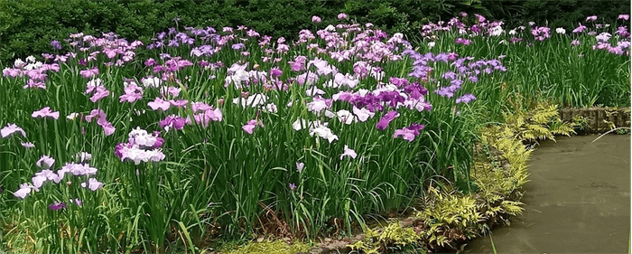 花菖蒲田 (昨年の様子）