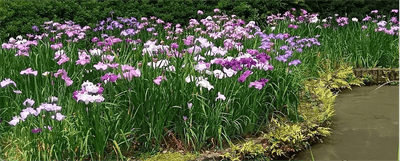 花菖蒲田 (昨年の様子)