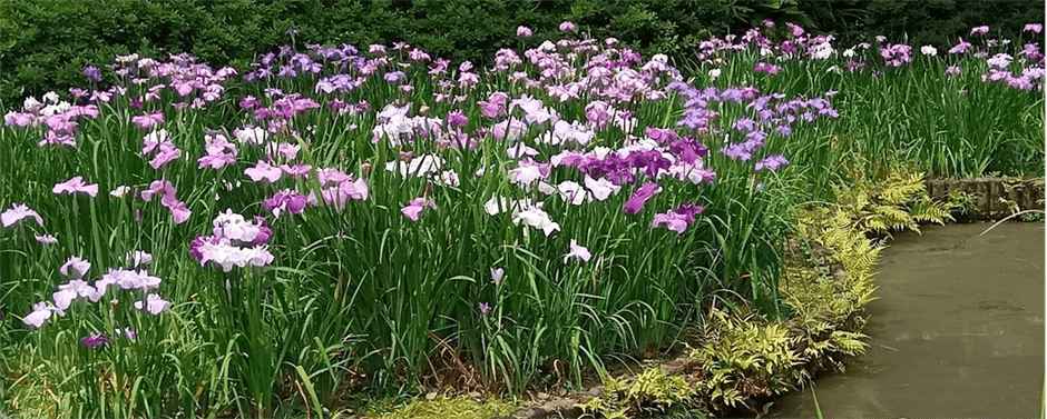 花菖蒲田 (昨年の様子)