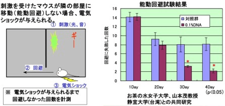 脳機能改善実験
