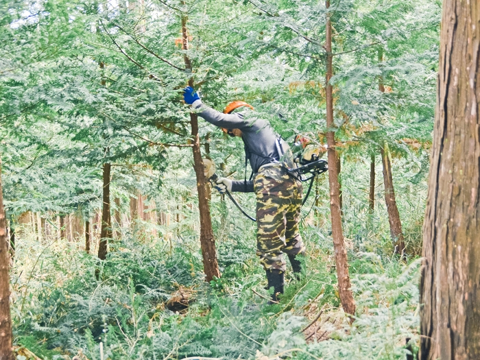 節のない木材を生育するため、枝を切り落とす枝打