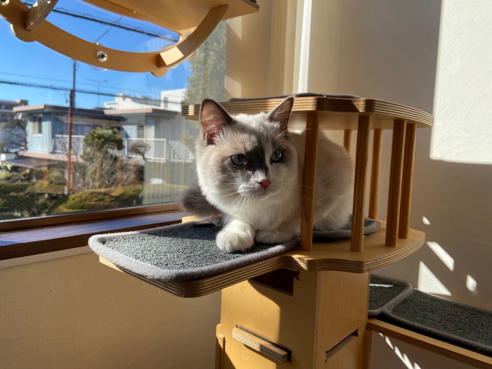 お泊り猫の様子(2)