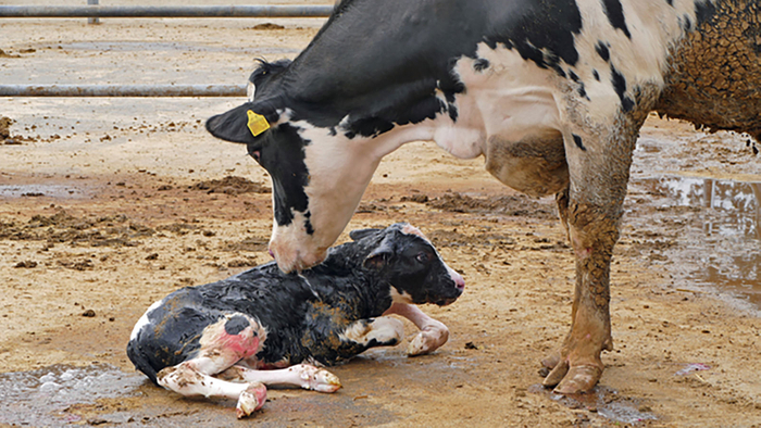 経産牛（けいさんぎゅう）とは、子牛を生むためだけの母牛のことです。経産牛は出産回数が多くなるほど価格と味が落ちると言われ、時に廃用牛として扱われ、ミンチになったり、肥料やペットフードなどに加工されたりすることもあります。
