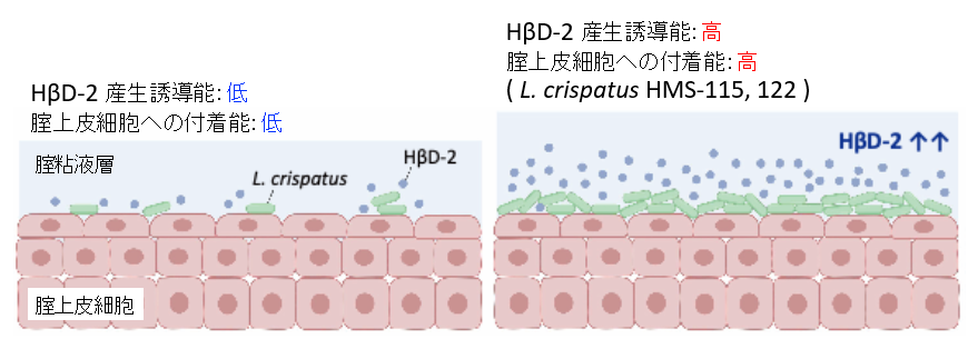 腟内常在菌Lactobacillus crispatusは、
付着依存的に宿主抗菌ペプチド応答を制御する

