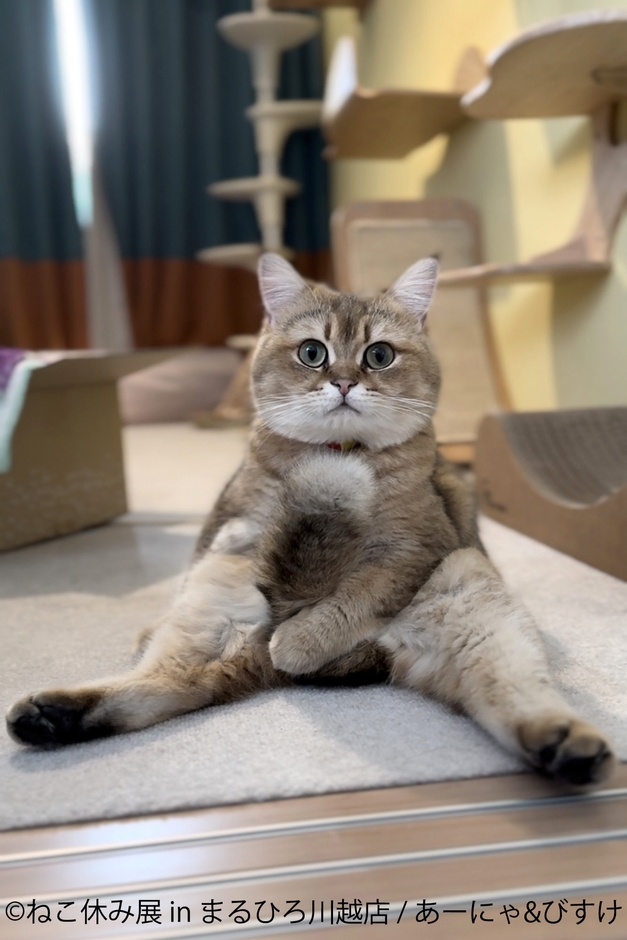 展示作品：あーにゃ＆びすけ