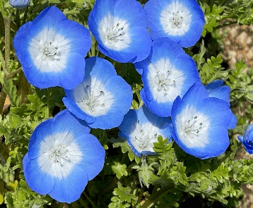 ネモフィラ (4月下旬~5月下旬)