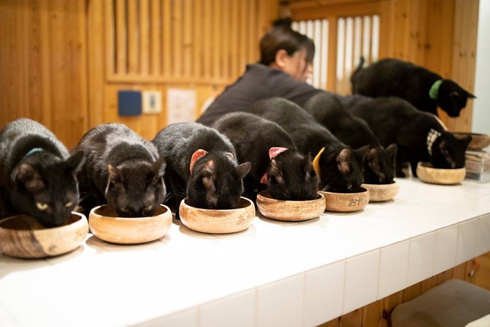 黒猫だけの猫カフェ「ねこびやか」姫路