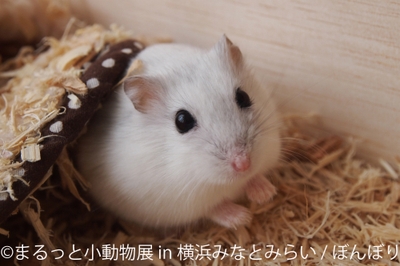 展示作品1