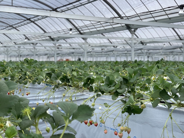 AIいちご【よつぼし】ハウス内