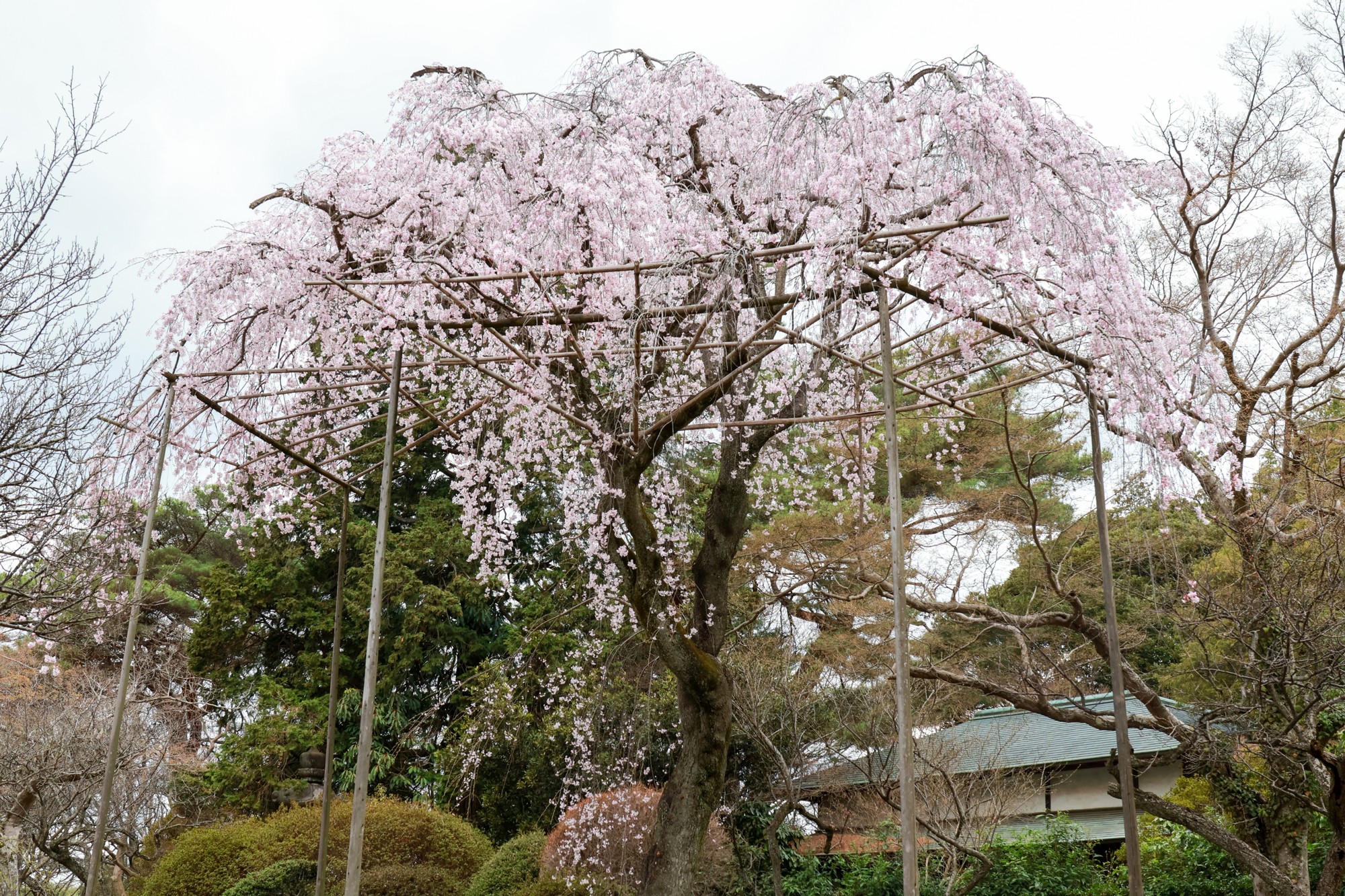 【清水公園】さくらまつり2026開催中!桜の見ごろ近づく