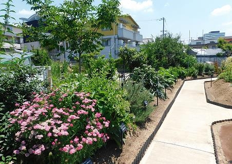 薬用植物園