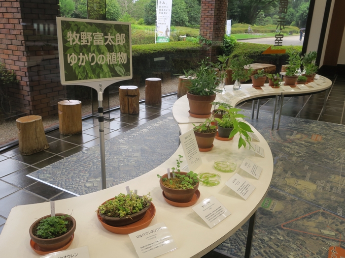 ヤマトグサなどのゆかりの植物