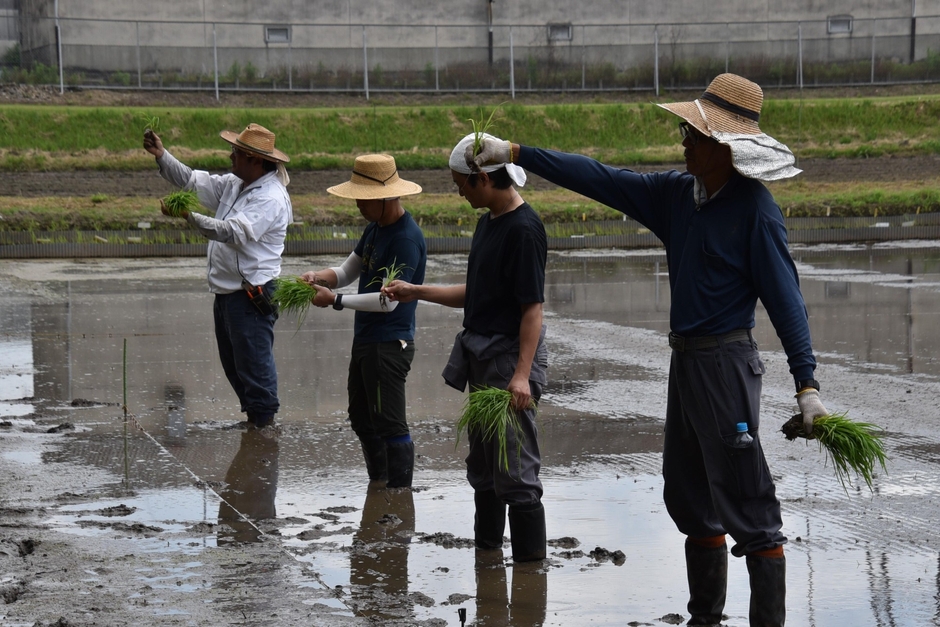 田植えの方法を説明