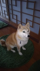 愛犬治療ためのクラウドファンディングが 約2週間で目標金額の8％に到達！ 12月1日まで目標金額達成を目指して実施