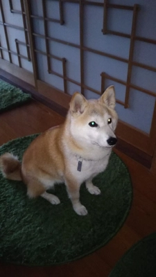 愛犬治療ためのクラウドファンディングが 約2週間で目標金額の8％に到達！ 12月1日まで目標金額達成を目指して実施