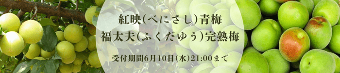 福井県産 人気の青梅