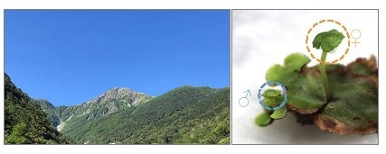 図1　雌雄同株のアカゼニゴケ